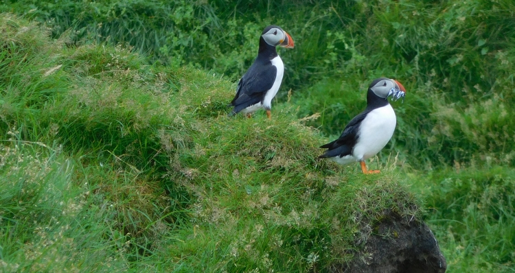 Papegaaiduikers op de Vestmannaeyjar Eilanden