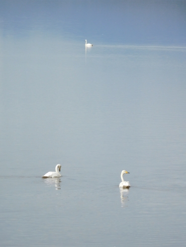 Whooper swans between Höfn and Djúpivogur