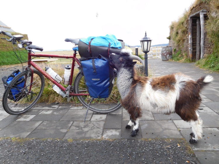 Geit in Möđrudalur begint mijn fiets op te eten