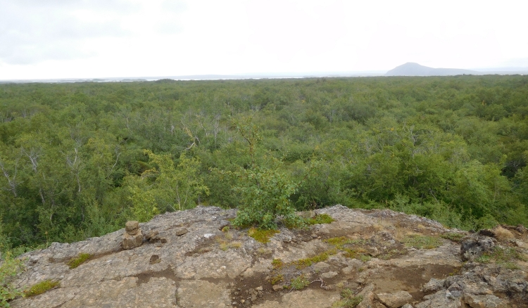 Wood of dwarf trees near Mývatn