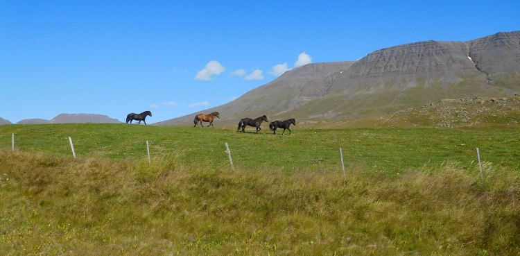 Paarden bij Varmahlíd