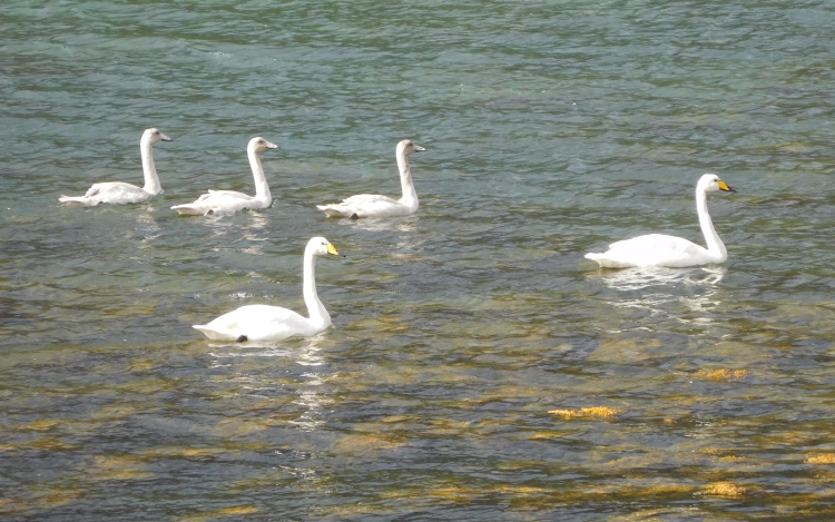 Whooper swans in the Isafjördur