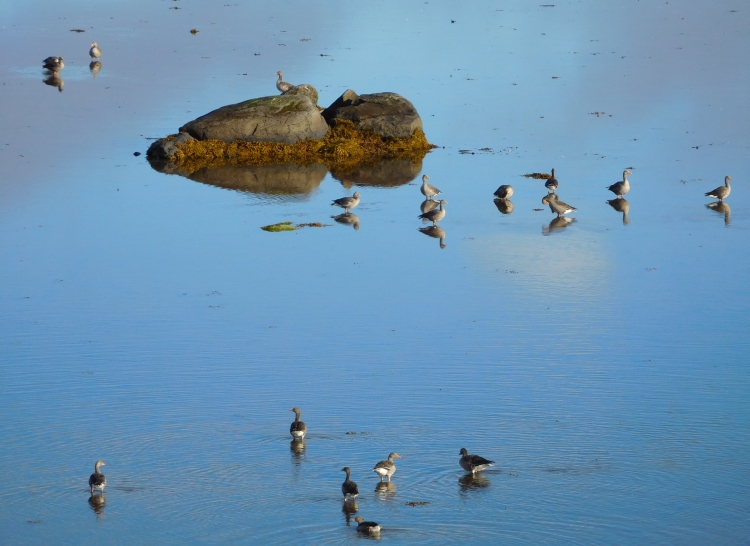 Gooses near Ögur