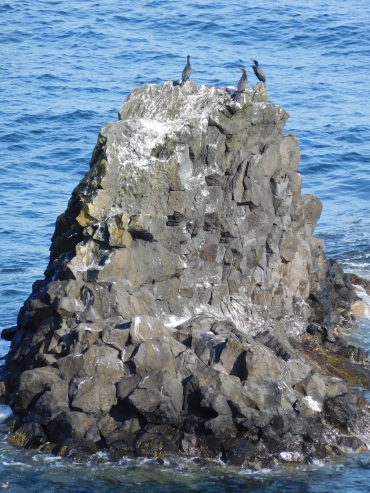 Cormorants near Arnarstapi