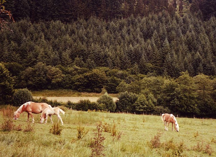 Horses, Belgian Ardennes