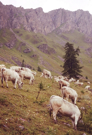 Alpine meadows on the way down to the Po Valley