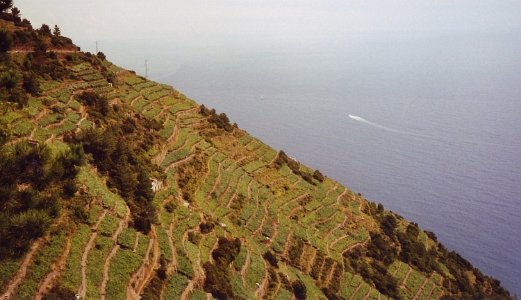 Terrassen in de Cinque Terre