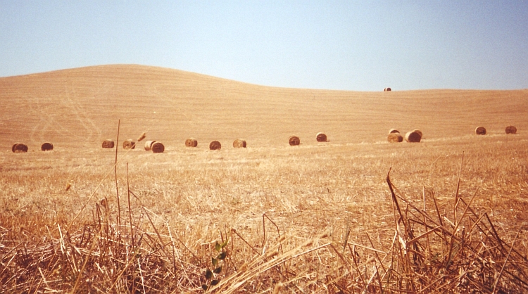 Tuscany can look dry and deserted in the summer