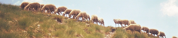 Sheep