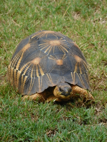 Chagrijnige schildpad in Ivato