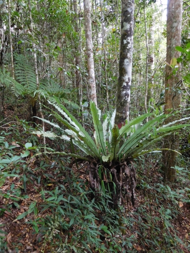 Tropical rain forest in National Park Andasibe