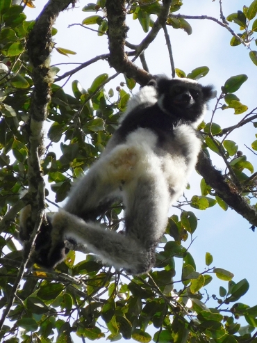 Indri Indri in Nationaal Park Andasibe