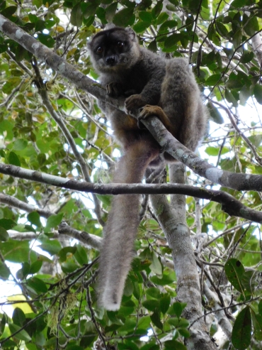 Brown Lemur in National Park Andasibe