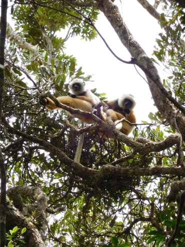 Diadeemsifaka in Nationaal Park Andasibe