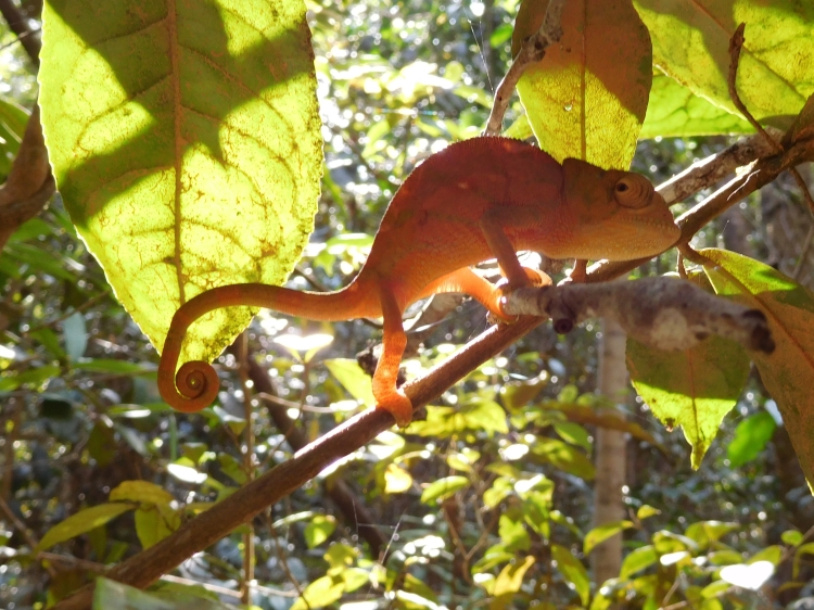 Parsons Kameleon (baby) in Nationaal Park Andasibe