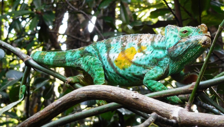 Parsons Kameleon (mannetje) in Nationaal Park Andasibe