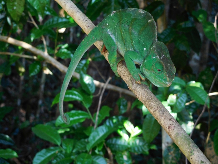 Parsons Kameleon (vrouwtje) in Nationaal Park Andasibe