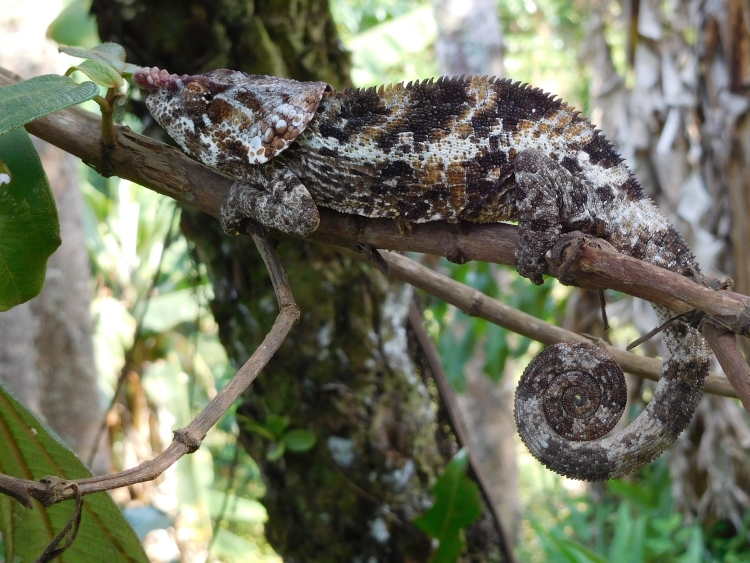 Long nosed Chameleon in National Park Andasibe