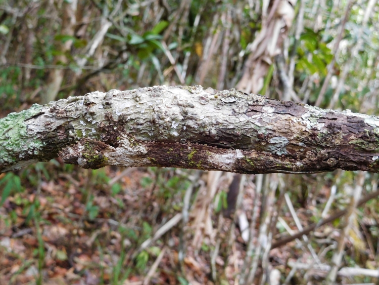 Leaf-tailed gecko in National Park Andasibe