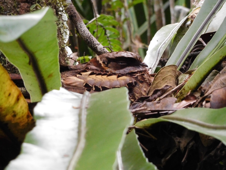 Nightjar in National Park Andasibe