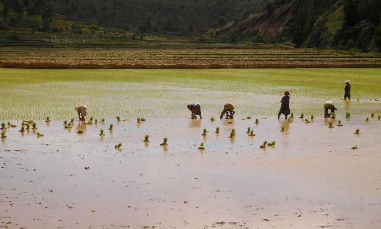 Rijstvelden tussen Antananarivo en Ambatolampy