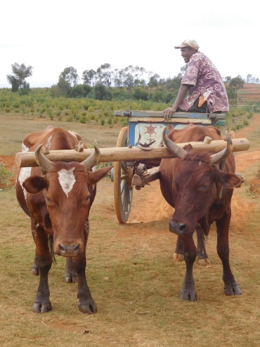 Tussen Ambatolampy en Antsirabe