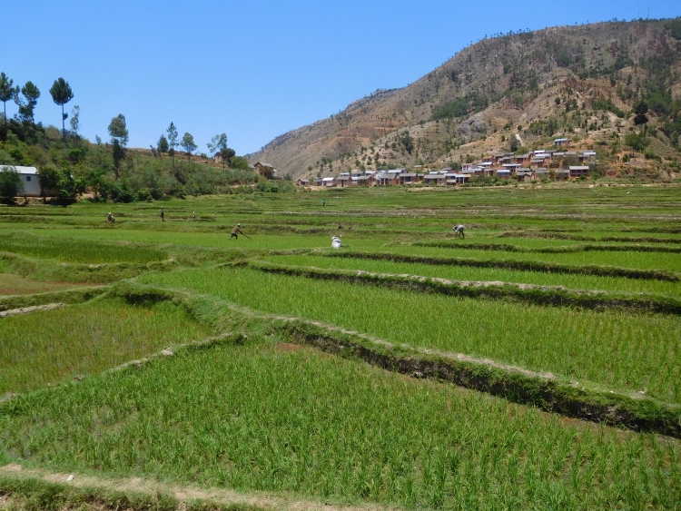 The rice fields between Antsirabe and Ambositra