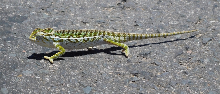 Gecko between Ambositra and Ambohimasoa