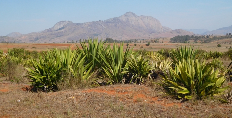 Landschap bij Ambalavao