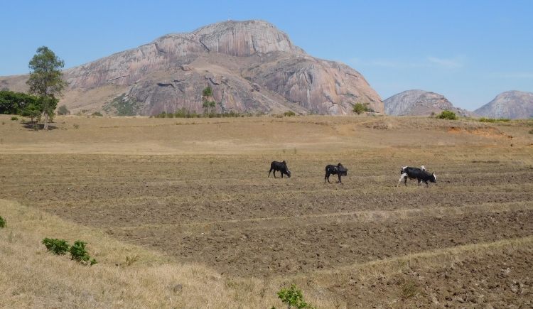 Landschap bij Ambalavao