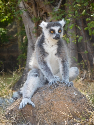 Ring-Tailed Lemur