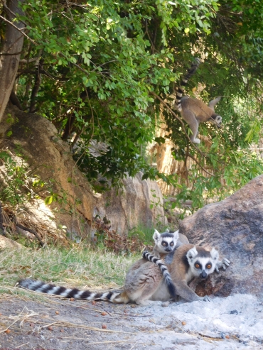 Ring-Tailed Lemur