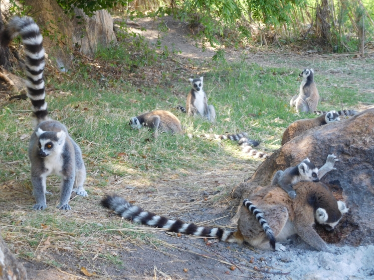 Ring-Tailed Lemurs