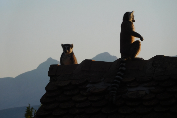 Ring-Tailed Lemurs in Camp Catta