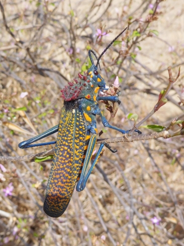 Megakrekel in Nationaal Park Isalo