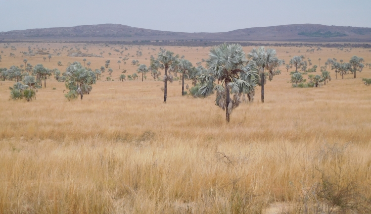 Landschap bij Ilakaka