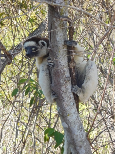 Verreaux's sifaka in Nationaal Park Zombitse-Vohibasia