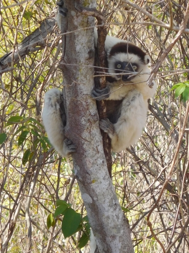 Verreaux's sifaka in Nationaal Park Zombitse-Vohibasia