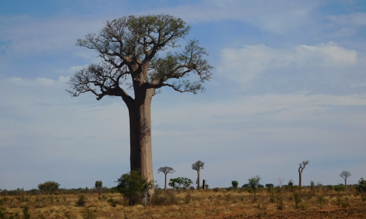 Baobabs near Sakaraha