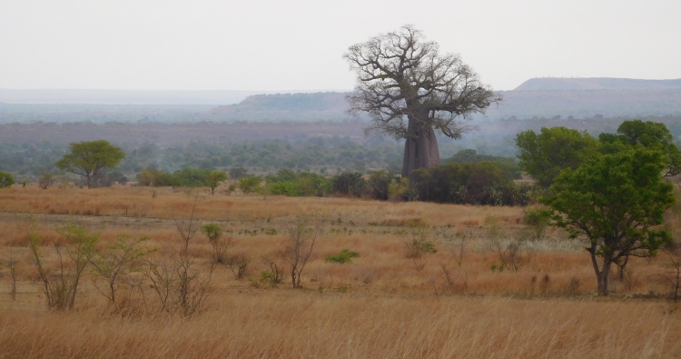 Baobab near Sakaraha