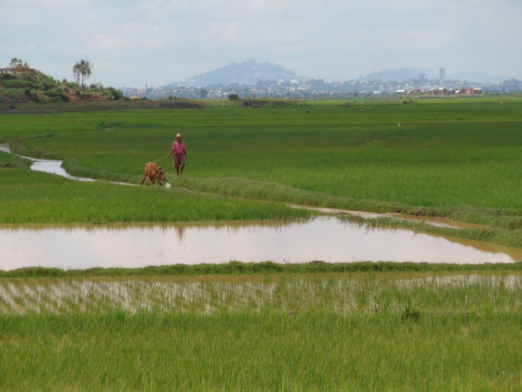 Rice fiels near Ivato. Picture from Willem Hoffmans