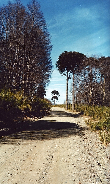 Araucaria in Araucania