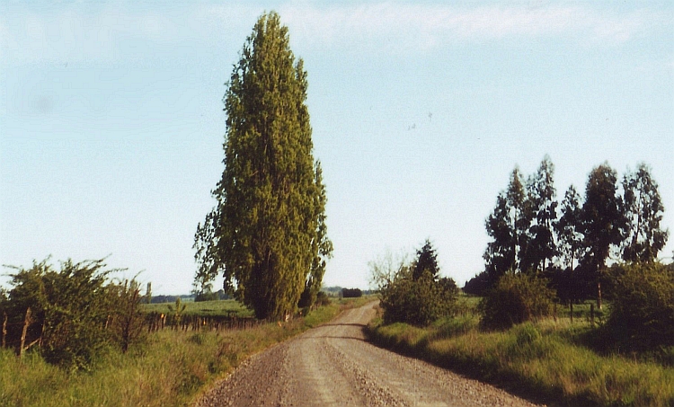 Landschap bij Osorno