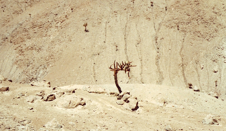 Een cactus! Toch nog een beetje 'groen' in het landschap