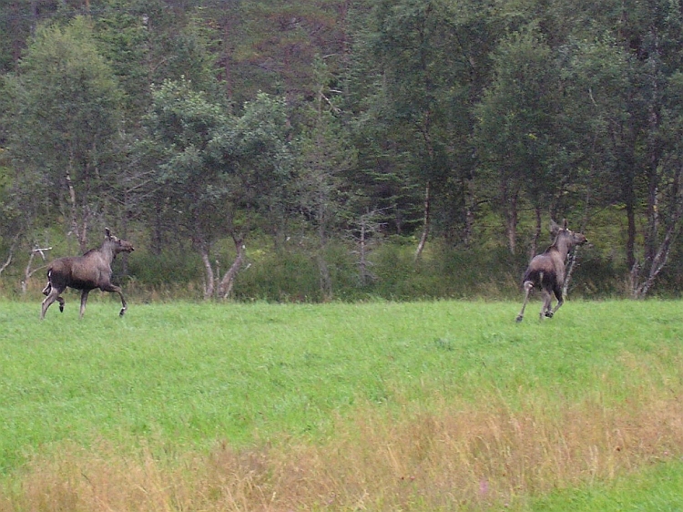 Elk