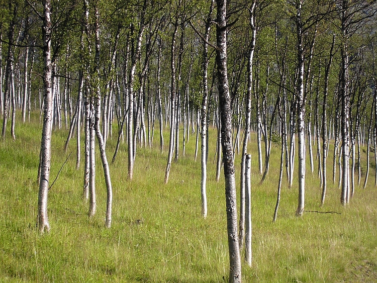 Berkenbos in Finnmark