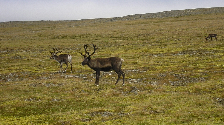 Reindeers