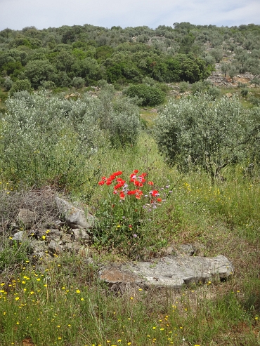 Between Fátima and Tomar