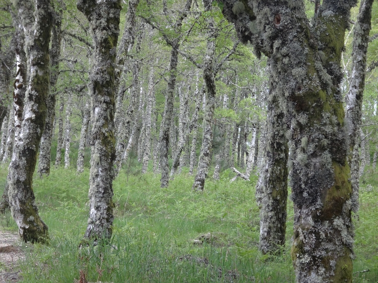 Bos in de Serra de Estrela