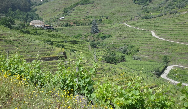 De Portstreek tussen Peso da Régua en Cinfães